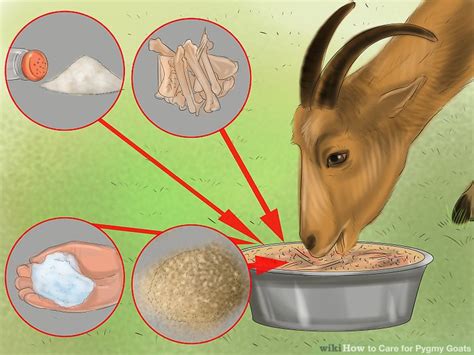 How to Care for Pygmy Goats (with Pictures) - wikiHow