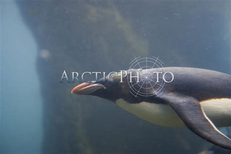 Macaroni Penguins swimming underwater at Living Coasts.