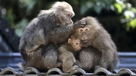 China develops autistic monkeys in hope of finding cure for disorder — RT News