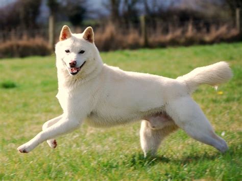 The Jindo Dog: Your Complete Guide to Korea's 53rd National Treasure