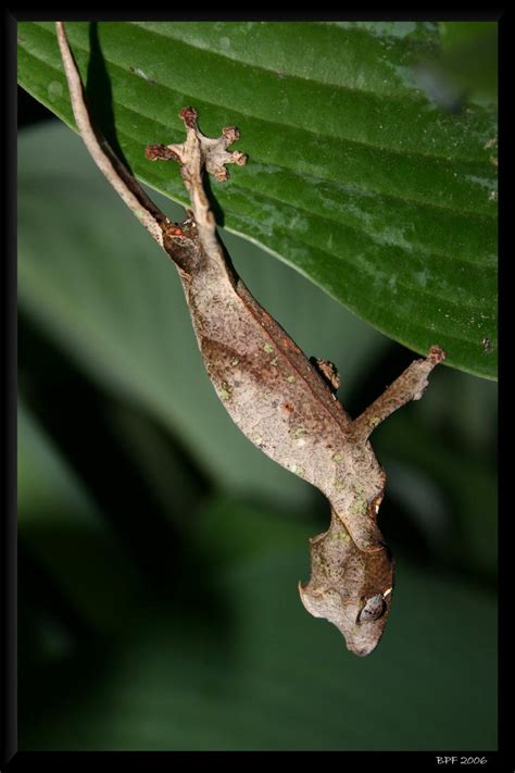 Uroplatus phantasticus by BPFischer on DeviantArt