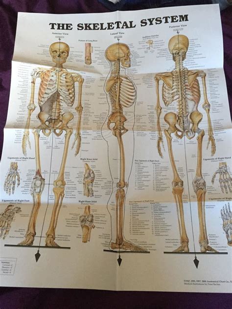 Medical anatomy posters | #1779516048