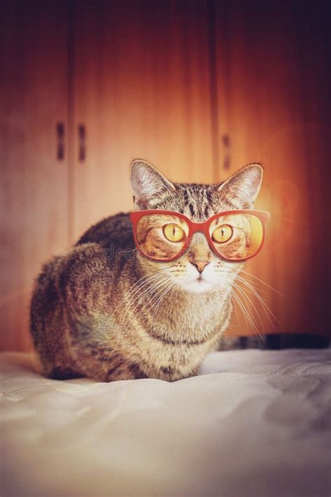 Hipster Cat stock photo. Image of cool, hipster, cute - 38962396