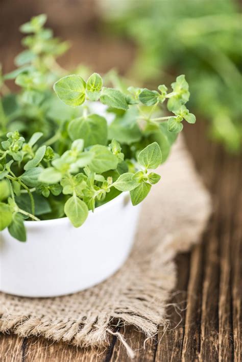 Types of Oregano: Growing and Using Different Varieties - Rowe Organic