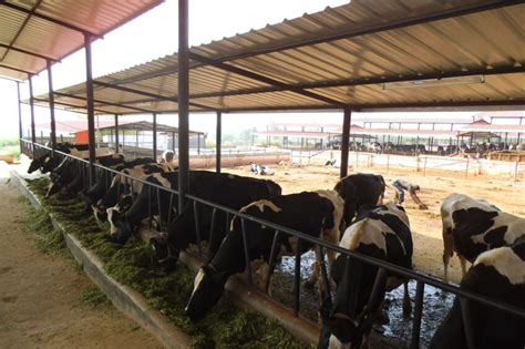 Dairy farming sector in India experiences a rapid growth - Dairy Global