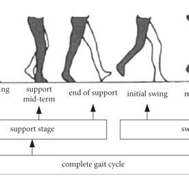 Schematic diagram of a complete gait cycle. | Download Scientific Diagram