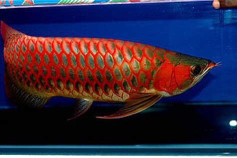 Buy Super Red Arowana at cheap price | Buy Red Asian Arowana Fish