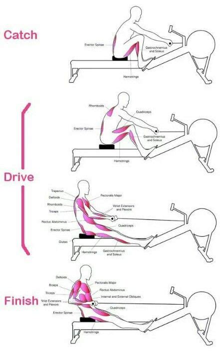 Proper rowing technique | Rowing workout, Rowing, Fitness body