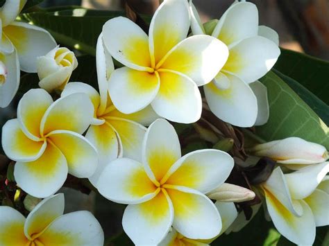 12 Types of Jasmine Flowers That You Must Know | FlowerAdvisor