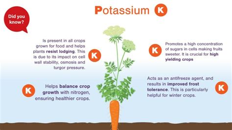 High Potassium Fertilizers: Benefits and Uses