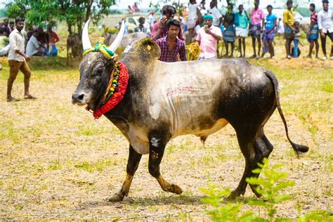 Corriente Cattle: Guide, Info & Facts