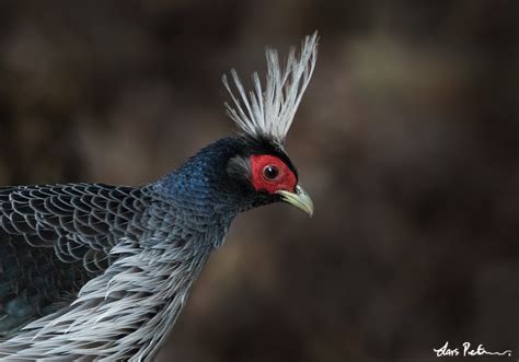 Kalij Pheasant | Northern India | Bird images from foreign trips | Gallery | My World of Bird ...