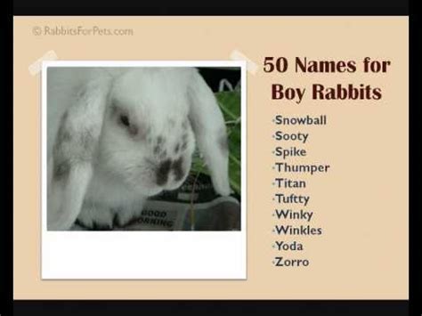 Names For Boy Rabbits - 50 Great Names for Boy Rabbits - YouTube