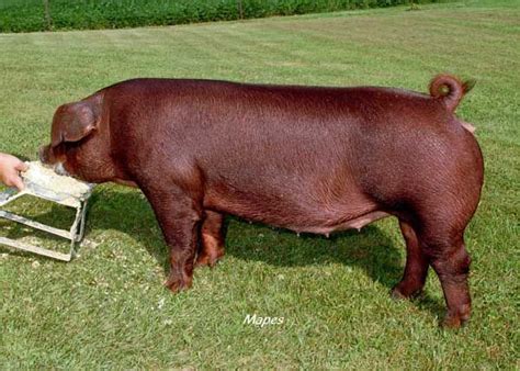 20 best images about Duroc Pigs on Pinterest | Parks, Home and Trucks