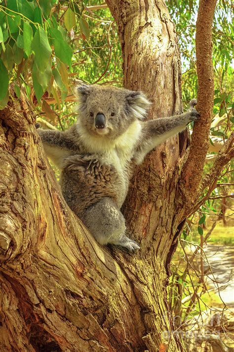 Koala Phillip Island Photograph by Benny Marty | Fine Art America