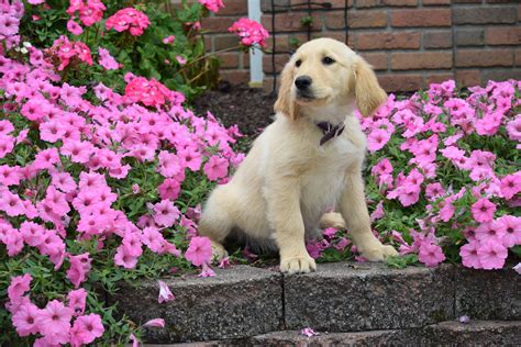 AKC Registered Golden Retriever Puppy Maggie Female – AC Puppies LLC