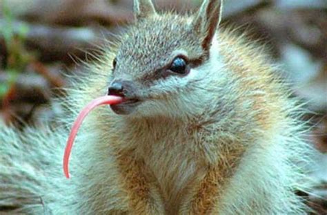 Сумчатый муравьед marsupial anteater Myrmecobius fasciatus | Australian ...