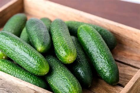 7 Small Cucumber Varieties - Plantglossary