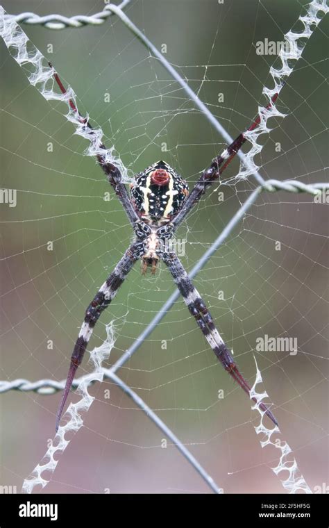 Underside of St Andrew's Cross Spider (Argiope aetherea), photographed in garden at Cow Bay ...