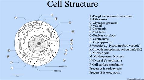 File:Cell Structure , Cell Diagram.png