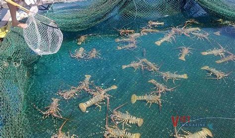 Phú Yên: Lobster farming in an inland pond with RAS technology – Vietnam Fisheries Magazine