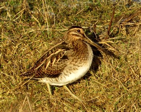 MERSEA WILDLIFE: SNIPE BY THE DYKE