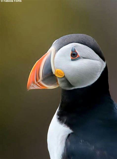 Color ... puffin | Puffins bird, Pet birds, Beautiful birds