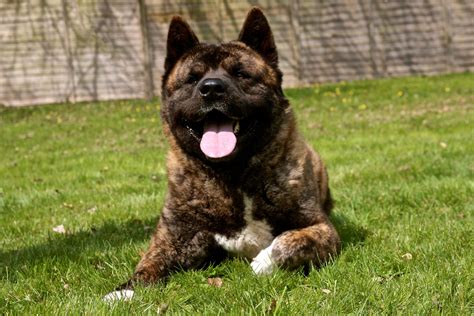 Brindle Akita Brindle, Akita, Dogs, Picture, Animals, Animales, Animaux ...