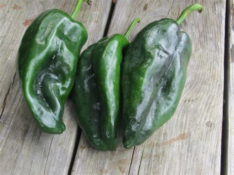 POBLANO CHILI FRESH (click image to view) - FRESHSTORE | Stuffed ...