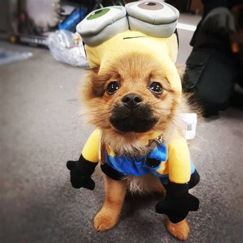 Chewie the cute puppy Pomeranian in minion fancy dress costume. Perfect pet dog outfit for ...