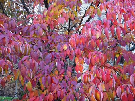 Kousa dogwood - fall color | Patio trees, Dogwood, Fall colors