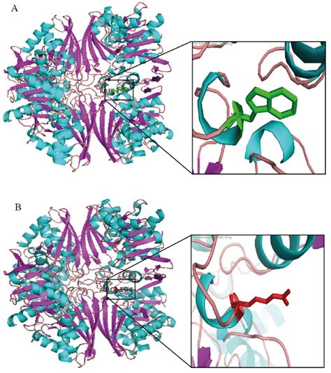 Native and mutant model of GAPDH. (A) Native GAPDH protein model built ...