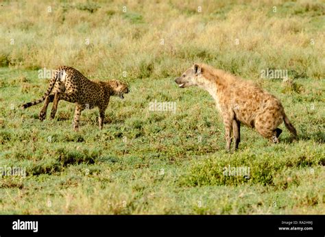 Cheetah (Acinonyx jubatus) and Spotted hyena (Crocuta crocuta) fight in ...