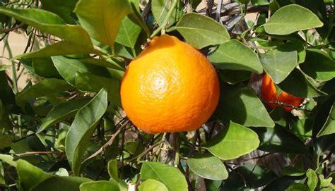 UC Riverside scientists discover treatment for disease that threatens California citrus trees