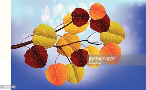 60 Aspen Leaves Background High Res Illustrations - Getty Images