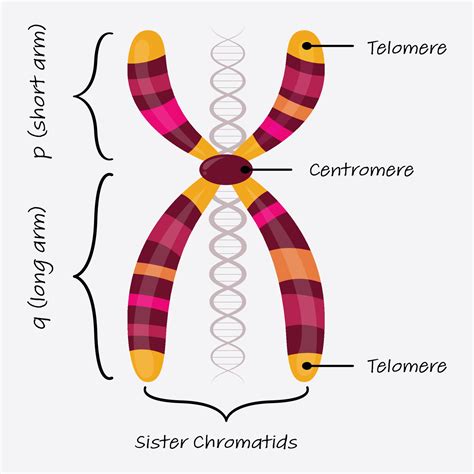 autosomal chromosome diagram 6275657 Vector Art at Vecteezy