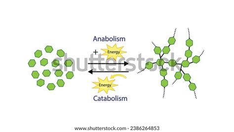 Anabolism Process Building Complex Macromolecules Catabolism Stock ...