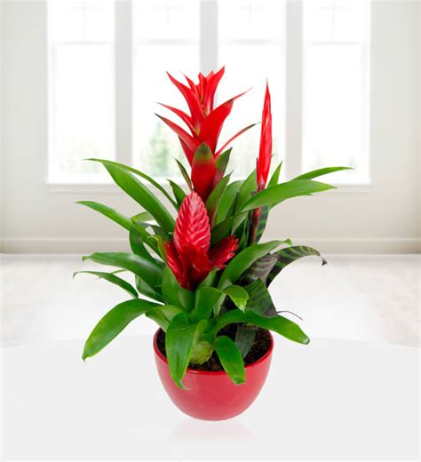 Bromelia Plant