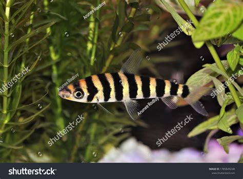 2,987 Leporinus Fasciatus Images, Stock Photos, 3D objects, & Vectors ...