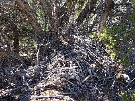 PACKRAT NEST | Packrats make these huge nests, often under j… | Flickr