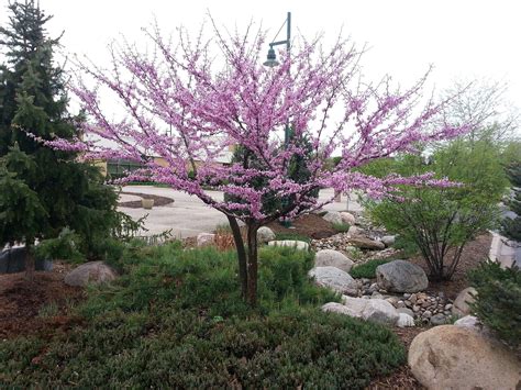 Eastern Redbud Tree - A breathtaking flowering native to North America – Online Orchards