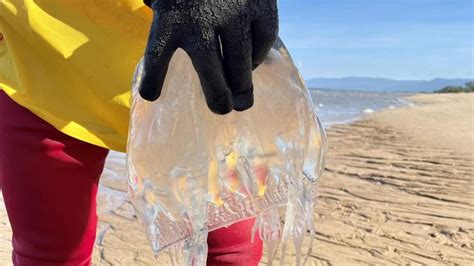 Box jellyfish incidents reinforce need for stinger safety in North Queensland | The Courier Mail