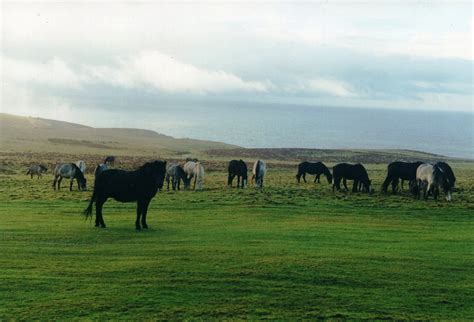 Liberal England: Ponies on Lundy Island