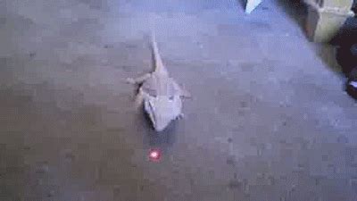 a dog is walking on the floor with a red light in it's mouth