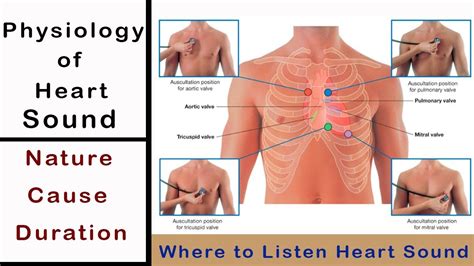 Heart sound explained I Heart sound auscultation I Scientech Biology I ...