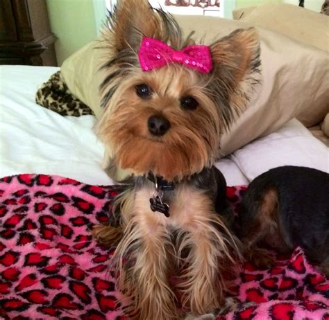 Miss Tini sporting a smile and a pink sequin hair bow! | Cute animals, Yorkie terrier, Yorkie