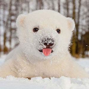 This Baby Polar Bear Saw Snow For The First Time | Bored Panda