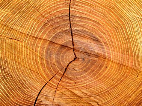 Cross Section of a Pine Tree Stock Photo - Image of close, detail: 53132116