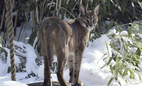 Caracal lynx | Smithsonian's National Zoo and Conservation Biology Institute