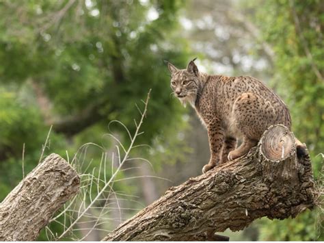 Behavior of the Iberian lynx